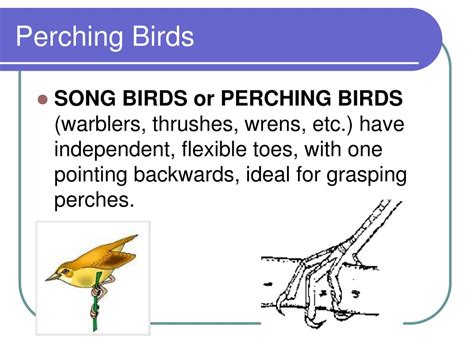 PPT - BIRDS! PowerPoint Presentation, free download - ID:1091912