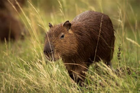 150+ Capybara Teeth Stock Photos, Pictures & Royalty-Free Images - iStock