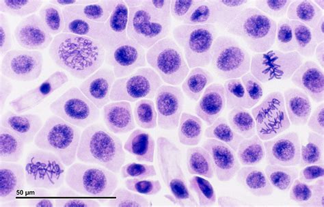 Why Do Cells Need to Divide - Pediaa.Com