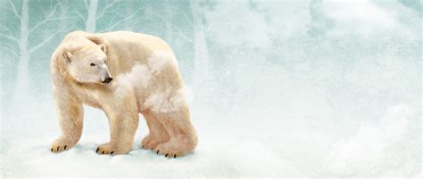 Winter Polar Bear Poster, Winter, Polar, Bear Background Image for Free ...