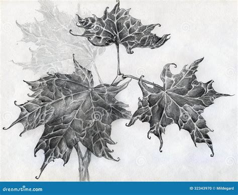 Maple Leaves Pencil Sketch Stock Photo - Image: 32343970