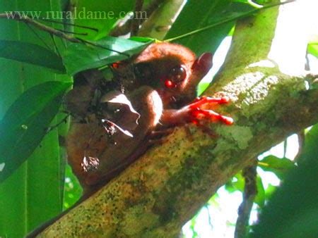 Tarsier Conservation Area or Tarsier Sanctuary: Which is Which? - Rural ...