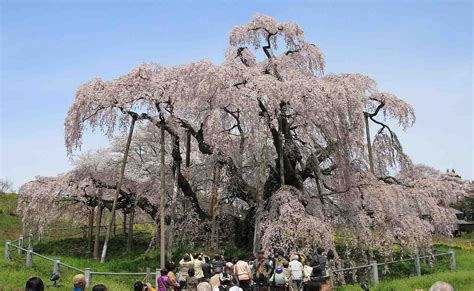 This 1,000-Year-old Cherry Tree in Japan is a Role Model for Resilience During Trying Times