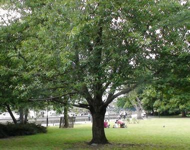 Hiroshima and Nagasaki Tree | War Imperial War Museums