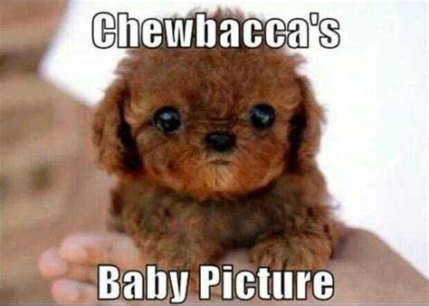 Cute animal memes: Prepare to say nothing but "aww" for ten minutes ...