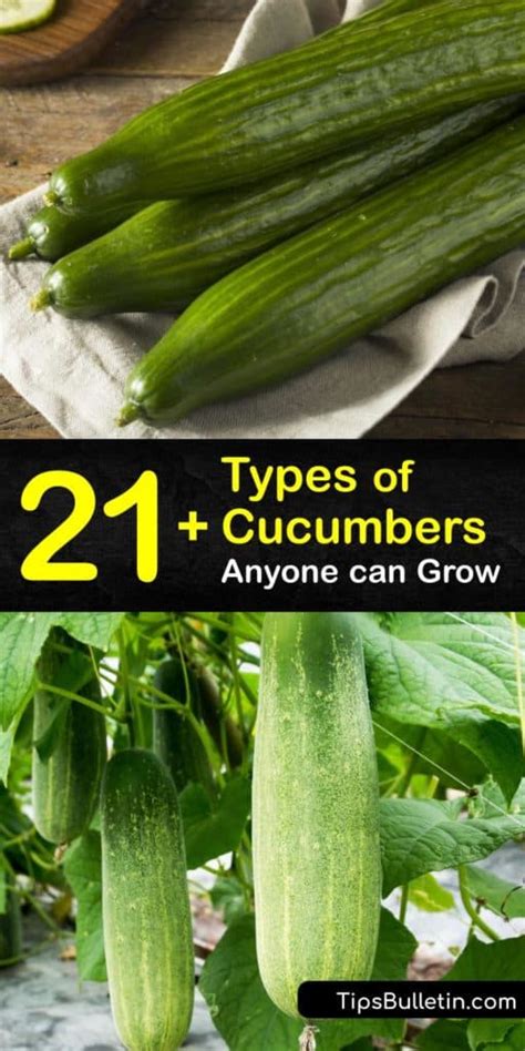 21+ Types of Cucumbers Anyone Can Grow