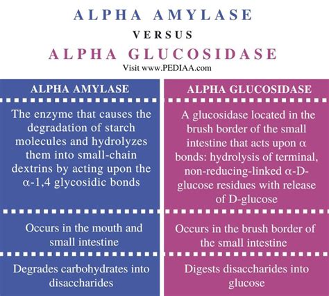 What is the Difference Between Alpha Amylase and Alpha Glucosidase ...