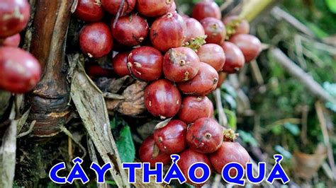 Cây thảo quả là gì? Tác dụng, cách trồng và hình ảnh