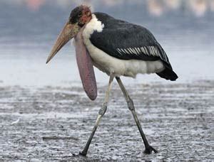 Marabou Stork | The Animal Facts