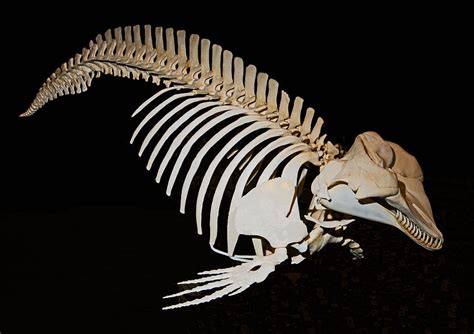 Pygmy Sperm Whale Skeleton Photograph by Millard H. Sharp - Pixels