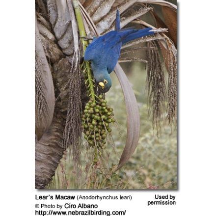 Lear's Macaws: Status & Conservation