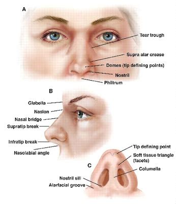 Human Anatomy Nose Diagram - Health Images Reference