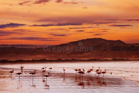 Beach Flamingo stock image. Image of flying, aruba, bird - 16417163