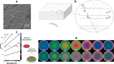 (a) An example of nacre’s layered structure with its surface under... | Download Scientific Diagram