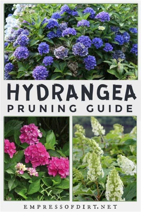 Hydrangea Pruning Guide for Beginners | Empress of Dirt
