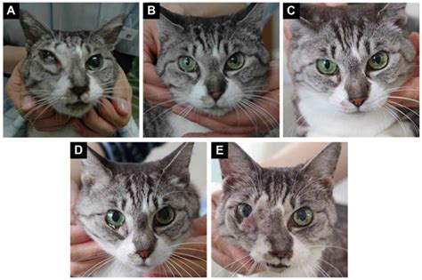 Photohyperthermal therapy using liposomally formulated indocyanine green for feline nasal ...