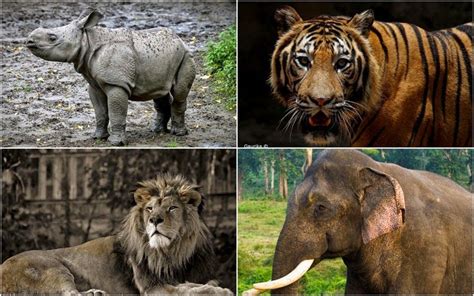 Animals That Have Cemented India’s Position As The Best Wildlife ...