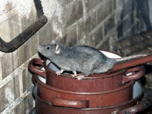 Tell Tale Signs of a Rat Infestation | Sterns Chatter