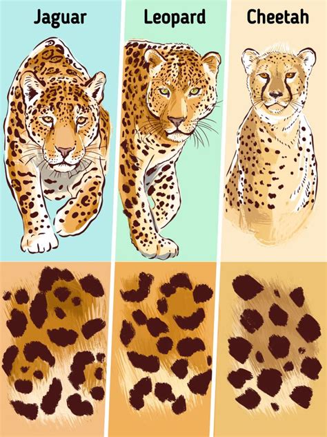 How to Spot the Difference Between a Cheetah, a Leopard, and a Jaguar ...