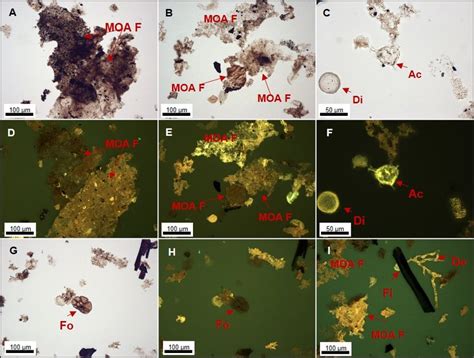 Main groups of kerogen present in the Cabaços Formation in transmitted... | Download Scientific ...