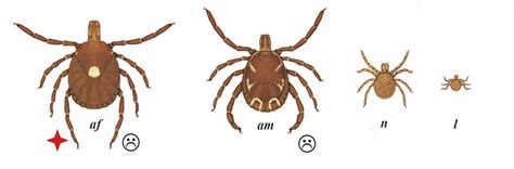 Tick Identification - Ticks