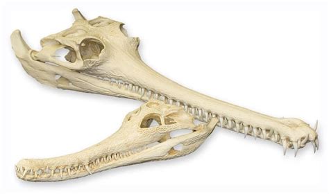 Gavialidae | Gharial, Skull, Skeleton