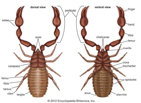 False scorpion | Cave-dwelling, Microscopic, Wingless | Britannica