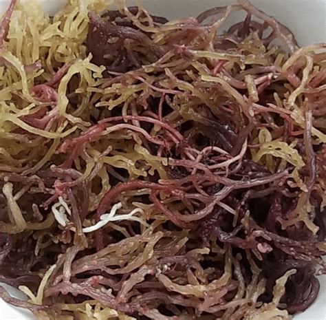 Purple Sea Moss Uses & Health Benefits – Eat Algae