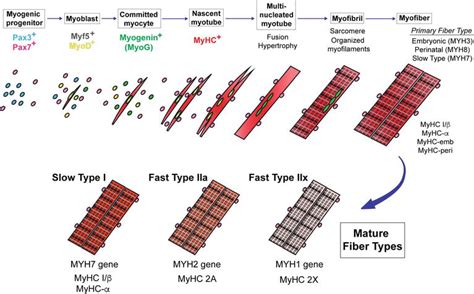 Skeletal Muscle Fiber Types in Neuromuscular Diseases | IntechOpen