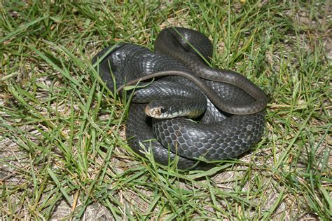 Racer (Coluber constrictor) - Reptiles and Amphibians of Iowa