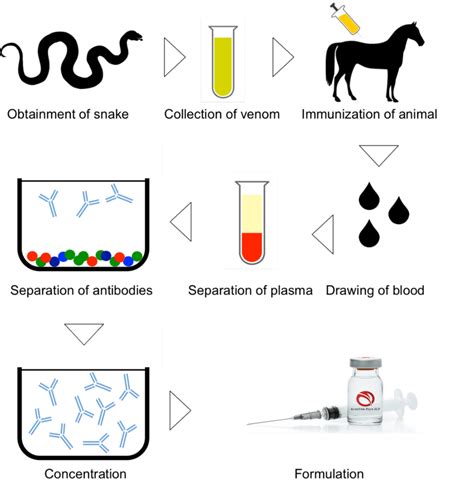 2.A: Schematic representation of serum-based antivenom production ....