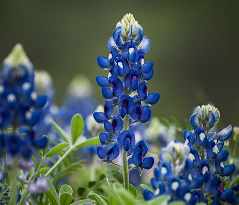 Texas Bluebonnets ‹ Dave Wilson Photography