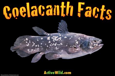 Coelacanth Facts, Pictures & Information: An Amazing Living Fossil Fish