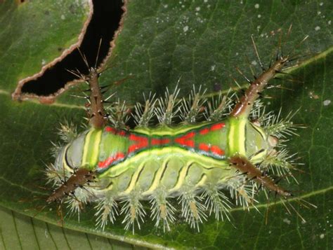 warm UBoot Charta caterpillar s Sehvermögen Streben tragbar