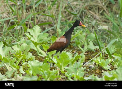 Animal animals birds american botanical gardens hi-res stock ...