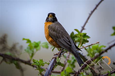 Sandy River Delta Bird Photography - TLT Photography