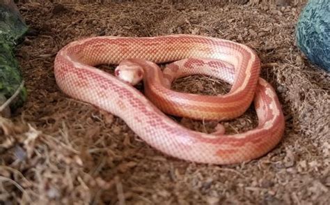 14 Cool Corn Snake Morphs (With Pictures)