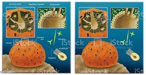 Zoology Invertebrates Poriferous Stock Illustration - Download Image Now - Anatomy, Sponge ...