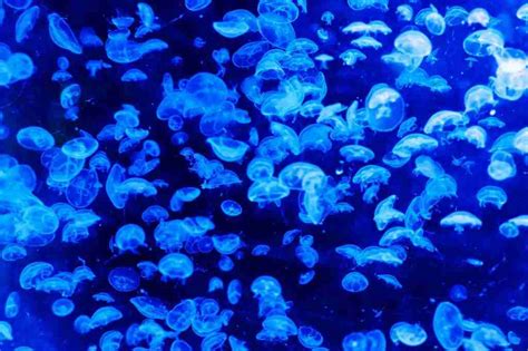 25 Fun Facts About Jellyfish You Need to Know - Amazing Facts Home