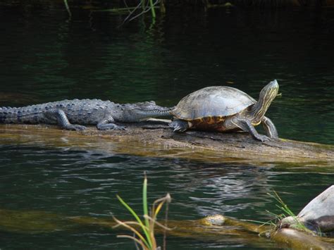 19 best Wildlife of the Panama Canal images on Pinterest | Panama canal, Wildlife and Jungles