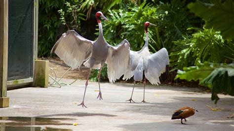 Miami Metrozoo Pictures: View Photos & Images of Miami Metrozoo