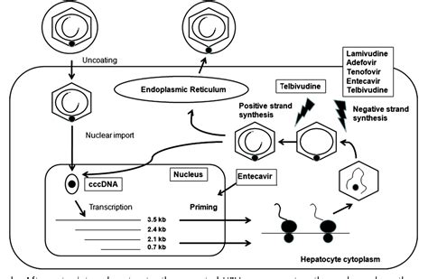 Figure 1 from New pharmacologic therapies in chronic hepatitis B. | Semantic Scholar