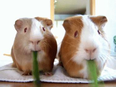 Nom Nom Nom GIF - Guineapigs Cute Eating GIFs | Say more with Tenor