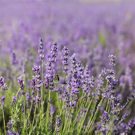 Common English Lavender Flower Garden Seeds - 1 Oz - Perennial Herb Gardening Seeds - Lavandula ...