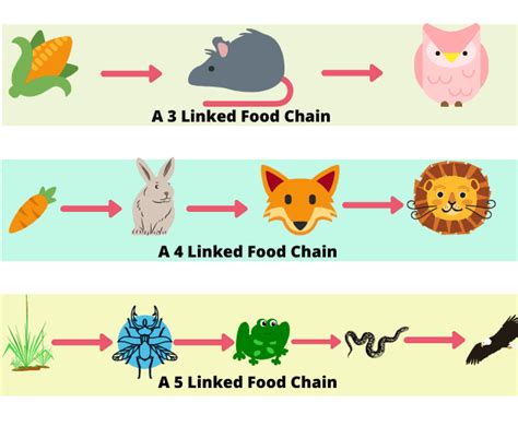 Food Chains And Food Webs Examples Of Food Chains And Food Webs ...