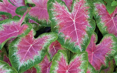 Caladiums Pink Caladium Bulbs Tropical Decorative Plants From South America : Wallpapers13.com