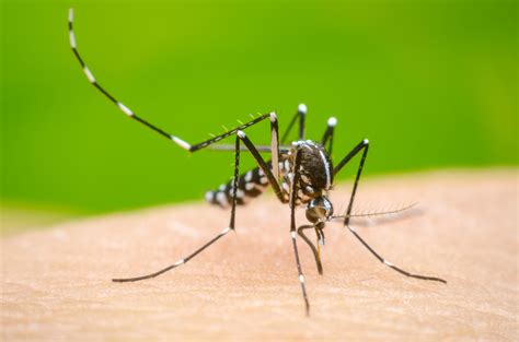 Dengue: MedlinePlus