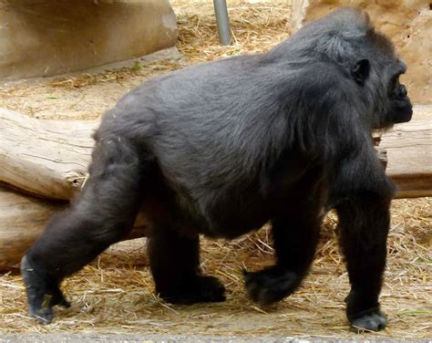 Gorilla Walking Upright