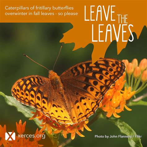 Leave the Leaves! | Xerces Society