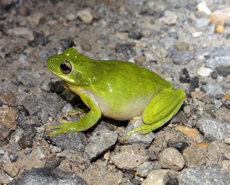 Green Treefrog | Amphibians and Reptiles of Louisiana